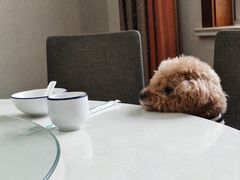 -黑河坝泡姜鸡贡椒鱼(贾旗路店)