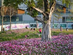-香蜜公园