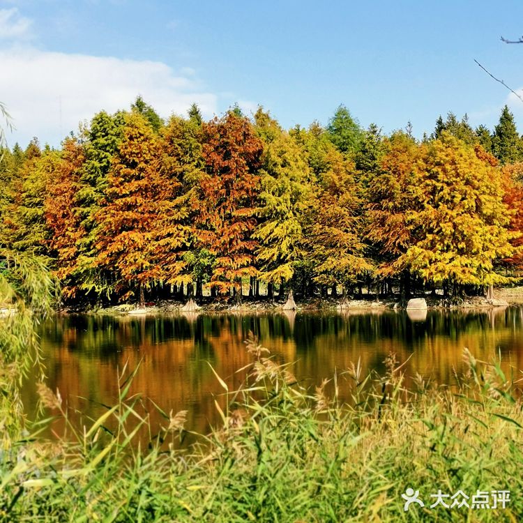 秋色满满的宝山罗泾水源涵养林
