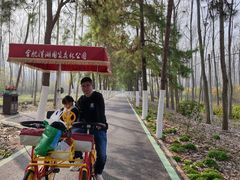 -合肥滨湖国家森林公园