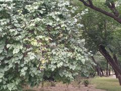 -元大都城垣遗址公园