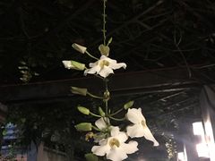 -马尼拉酒店