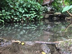 -呀诺达热带雨林