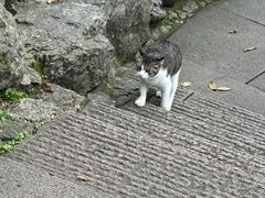 -灵顺寺