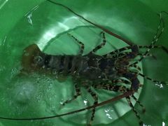 -幸福姐海鲜大排档