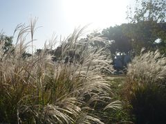 -桃花岛景观公园