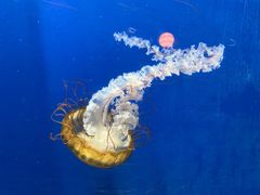 -烟台海昌鲸鲨海洋公园