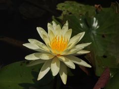 -映月湖公园