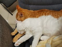 -瑞派·关忠动物医院·猫专科·犬专科(三环新城店)