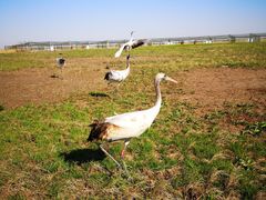 -盐城丹顶鹤湿地生态旅游区