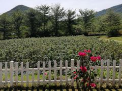 -亚龙湾国际玫瑰谷