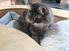 -more than meow吴止猫主题餐厅(承德 中船汇店)