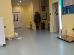 -瑞鹏宠物医院·爱宠堂·骨外专科(西荷分院)