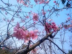 -顺峰山公园