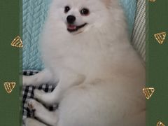 -瑞鹏宠物医院华南总院·夜诊·心脏科·骨科