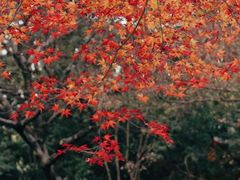 -秋霞圃