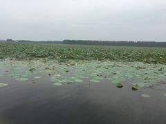 -微山湖红荷湿地景区