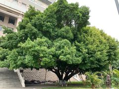 -广西大学(大学东路校区)