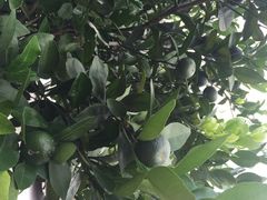 iphone_upload_pic-烟桥古村