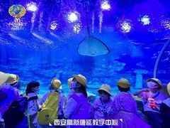 -杨梅红艺术教育(西安高新唐延教学中心)