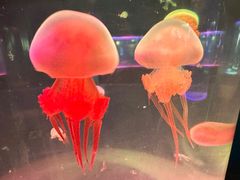 -苏州海洋馆