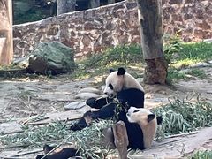 -都江堰中华大熊猫苑
