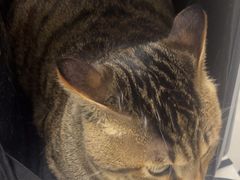 -中农国际动物医院24小时·猫科·骨科·急重症中心