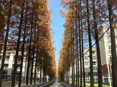 -黄贤森林公园
