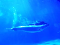 -多彩贵州城极地海洋世界