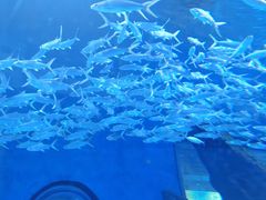 -海合安武汉极地海洋公园