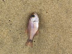 -海南清水湾莱佛士酒店