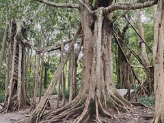 -中国科学院西双版纳热带植物园
