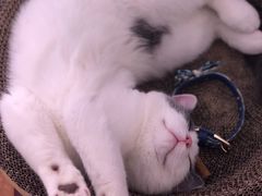 -喵zoo家庭繁育猫舍(尖东智能花园店)