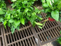 -秦美花卉(天朗·莱茵小城2期店)