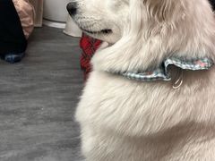 -汪说·狗咖(旺城大厦店)