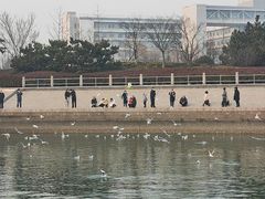 -琴岛之星摩天轮