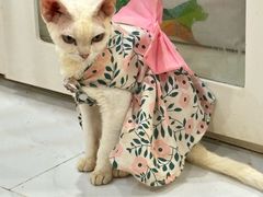 -楼上猫咖(罗湖店)