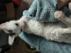 -博特宠物医院24h犬猫全科.骨科·异宠