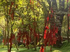 -广州白江湖森林公园