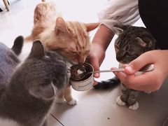 -平行世界·猫咖(首经贸店)