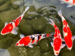 -罗红摄影艺术馆