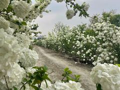 -上海滨江森林公园