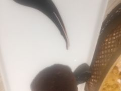 -必胜客(桐梓坡店)
