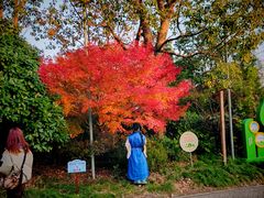 -上海海湾国家森林公园