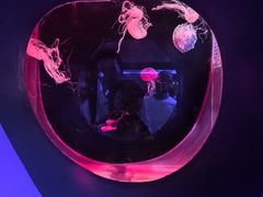 -大连圣亚海洋世界