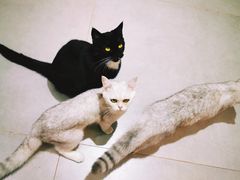 -Heymao猫咖.咖啡厅(东门店)
