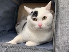 -申普宠物医院·眼科·心内科·影像科(普陀分院)
