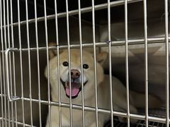 -佳雯宠物医院·皮肤科·内外科(春晓路分院)