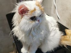 -PETKIT小佩宠物·低压洗护(国顺东路店)