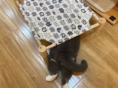 -滚猫咖啡·猫咖·猫友好撸猫(未来城店)